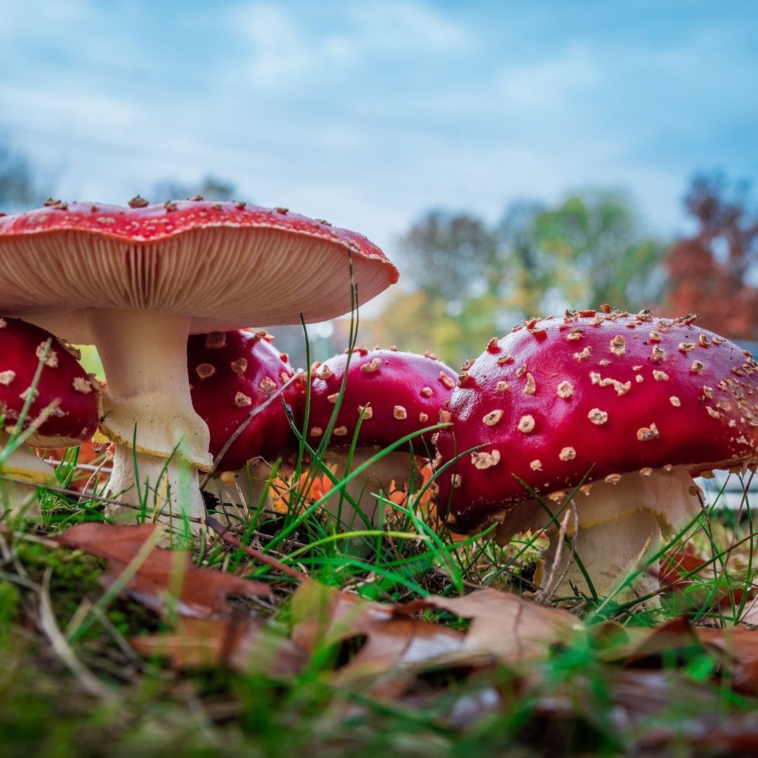 Be a Fungiphile, Not a Fungiphobe
