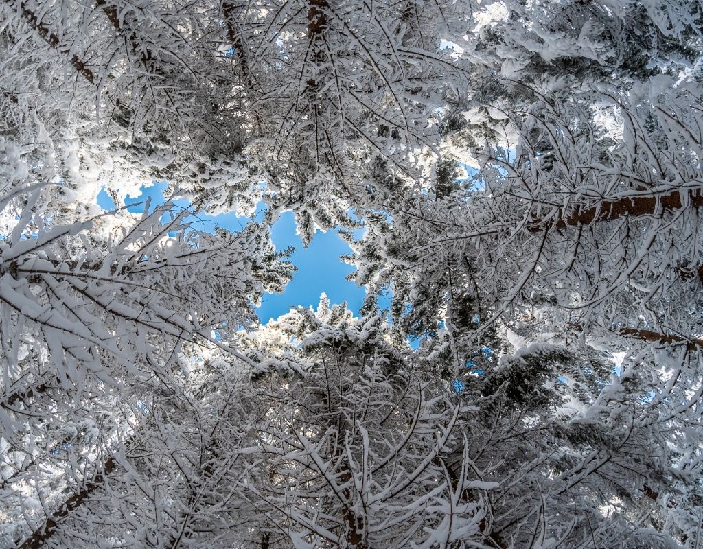 Frosty Forest